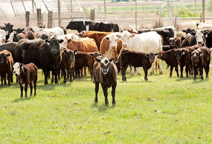 Precision Animal Genetics HeardBuilder-Calf-and-Herd-Image