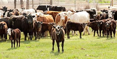 HerdBuilder-Calf-and-Herd-Small-Image