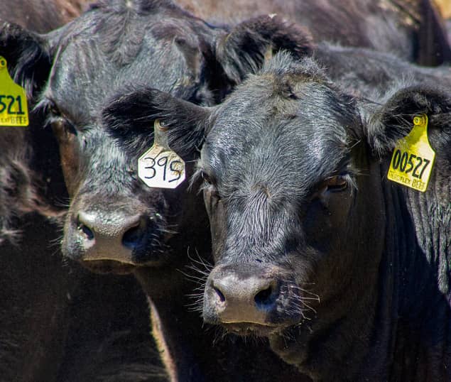 Beef Cattle Genetics Black cows closeup