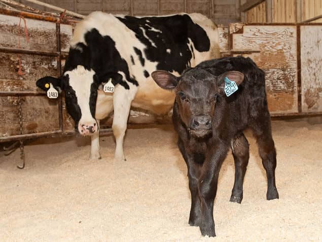 Dairy Herd Management WhiteBlack-BlackCalf Image