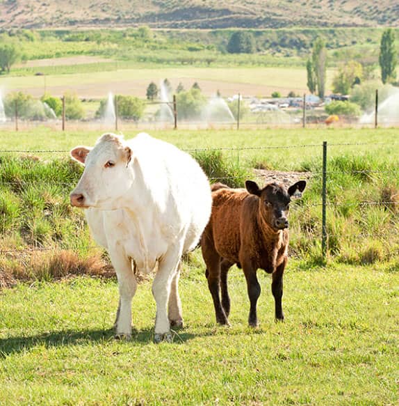 Animal Science innovation White Cow