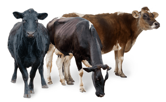 Livestock IVF three cows