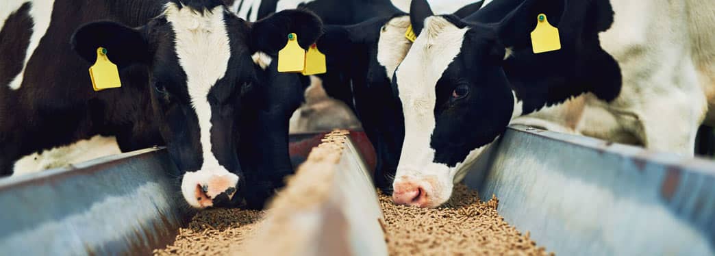 Wholesale Feed Ingredients Tile