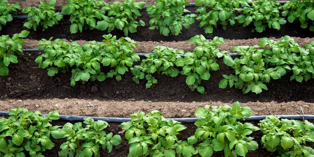 Close up of potato plants being watered by an irrigation line