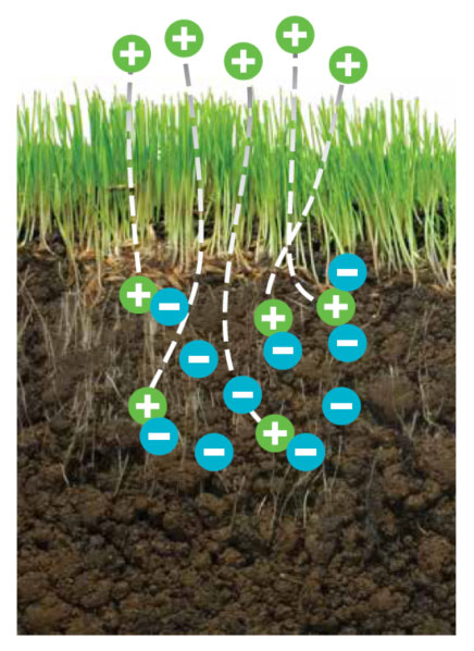 Nutrient Absorption Basics - Low CEC