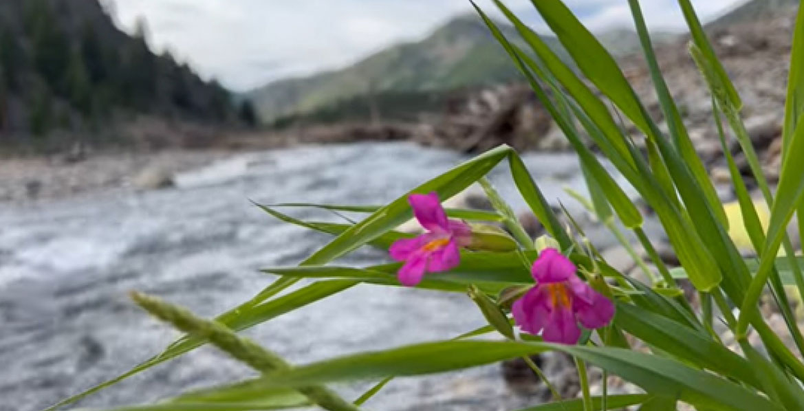View of the Yankee Fork River