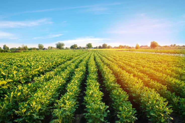Potato field