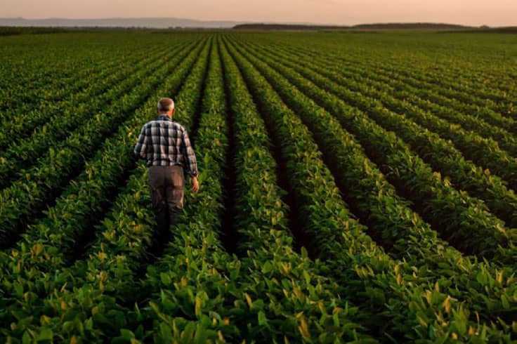 Potato grower walking down field