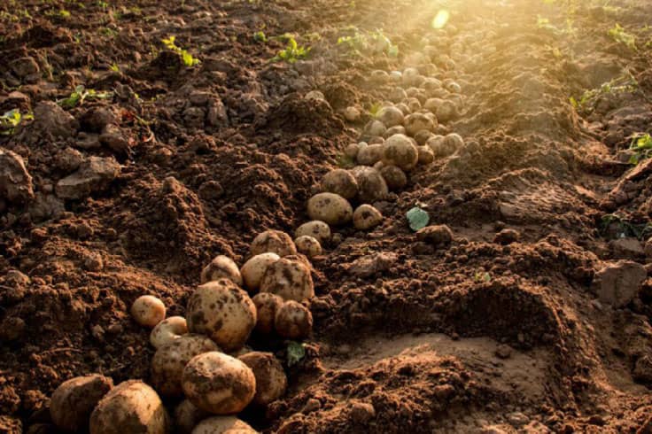Potatoes just harvested