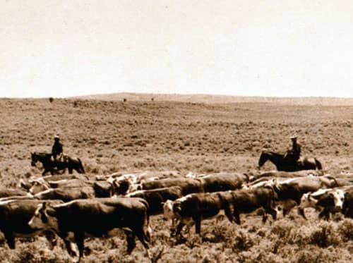 Timeline_1943 - Expanding into Livestock