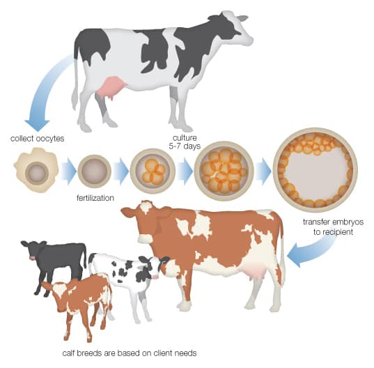 Diagram of how SimVitro Embryos work