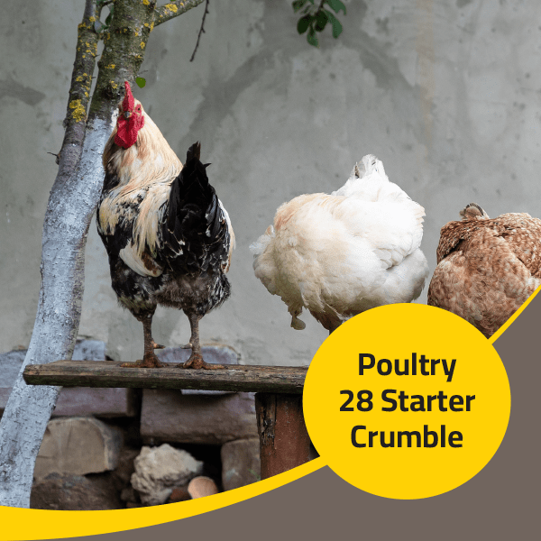 Poultry 28 Starter Crumble
