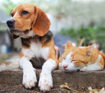 Cat and Dog