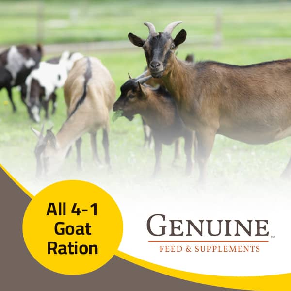 Genuine All 4.1 Goat Ration