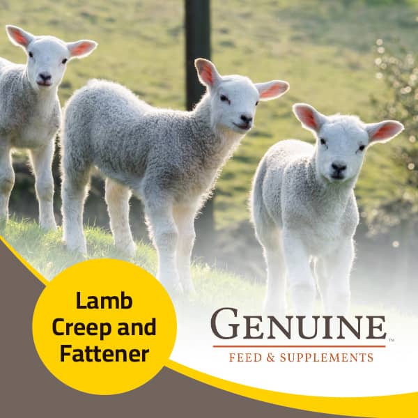 Genuine Lamb Creep and Fattener
