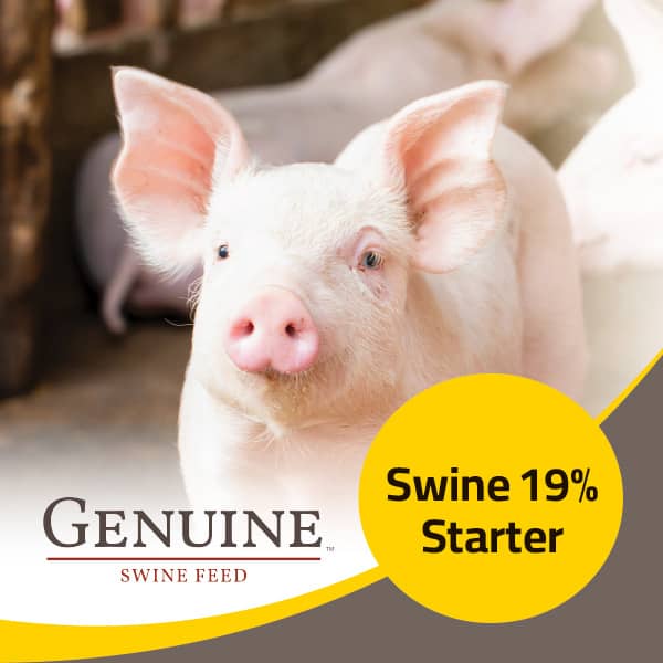 Genuine Swine 16 Starter