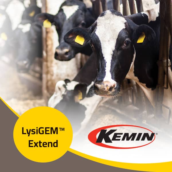 LysiGEM Extend
