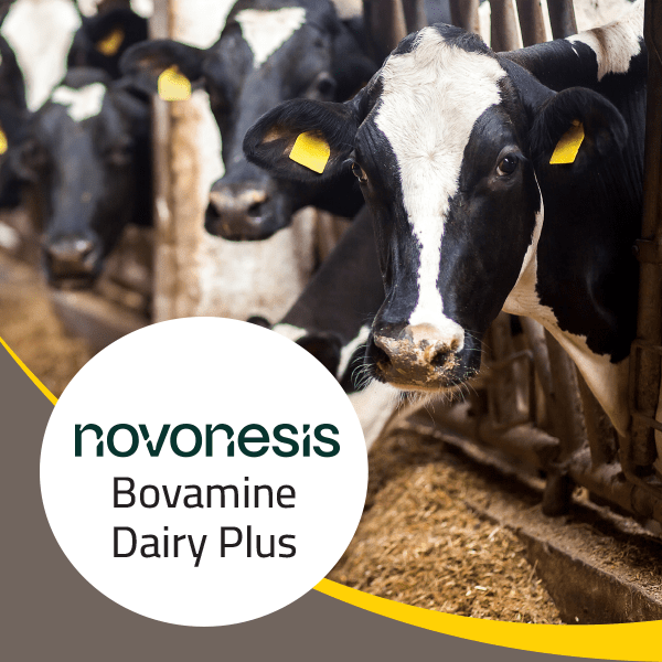 Novonesis Dairy Plus