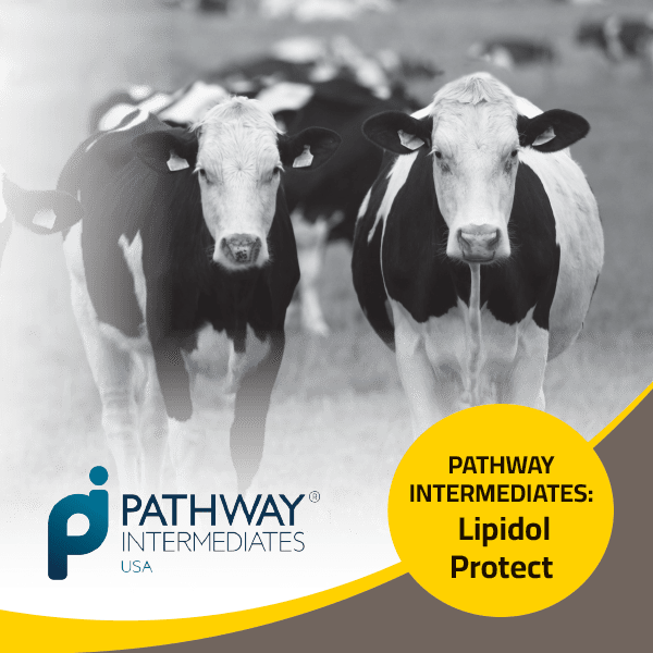 Pathways Intermediate Lipidol Protect
