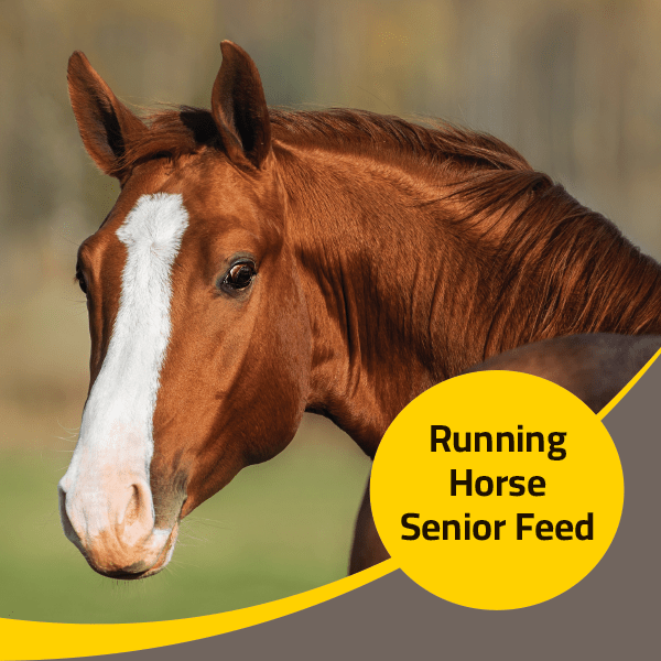 Running Horse Senior Feed