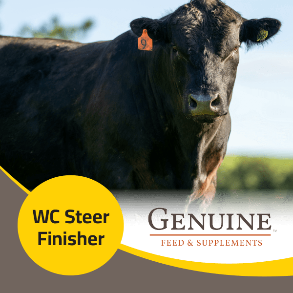 WC Steer Finisher