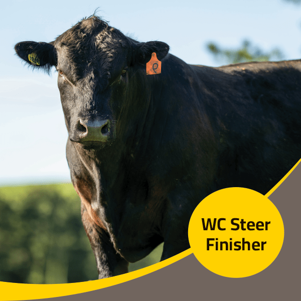 WC Steer Finisher
