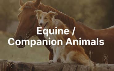 Equine and Companion Animals tile