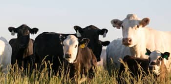 Simplot Maximizes the Energy Efficiency of Facility Expansion with ...