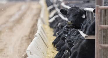CTA_Card_Image_370x200_BlackCowsFeeding-original Simplot.com