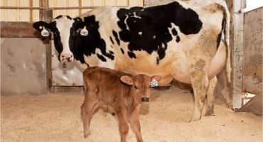 CTA_Card_Image_370x200_SimvitroCows-original Simplot.com