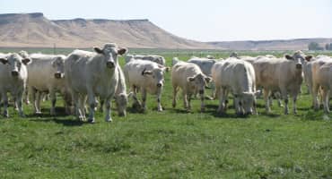 CTA_Card_Image_370x200_WhiteCharolaisCows-original Simplot.com