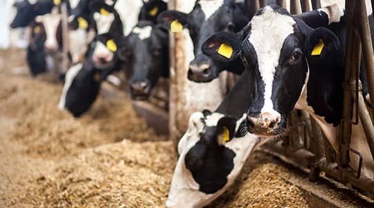 CTA_Card_Image_540x300_DairyCowFeeding-original Simplot.com