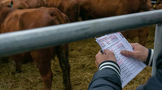 CTA_Card_Images_540x300_CowAuction-original Simplot.com