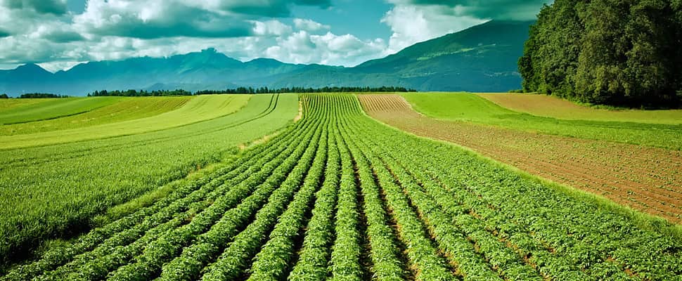 NewsImage_970x400_PotatoFields-original Simplot.com