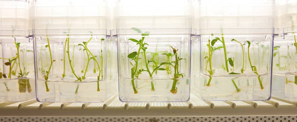 NewsImage_970x400_PotatoSprouts-original Simplot.com