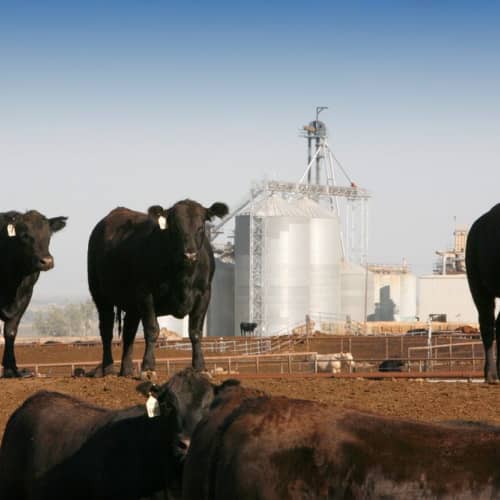 Square_500x500_BurbankFeedlot-original Simplot.com