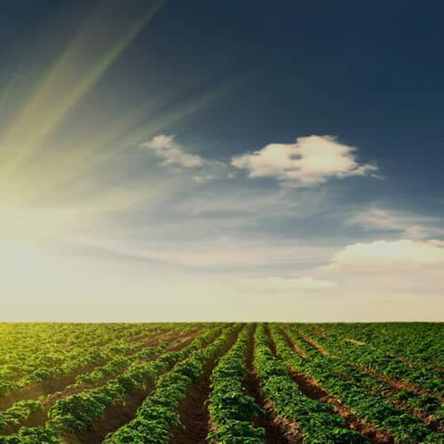 Square_500x500_SunsetFieldRows-original Simplot.com images