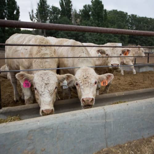 Square_500x500_WhiteCharolaisFeeding-original Simplot.com