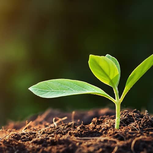 Square_500x500_SproutInDIrt-original-original Square_500x500_SproutInDIrt-original-original