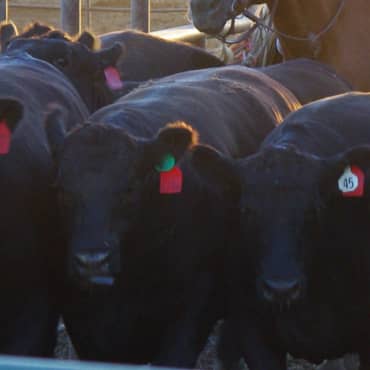 Square_370x370_BlackCows-original Simplot.com