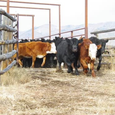 Square_370x370_CattleShoot-original Simplot.com