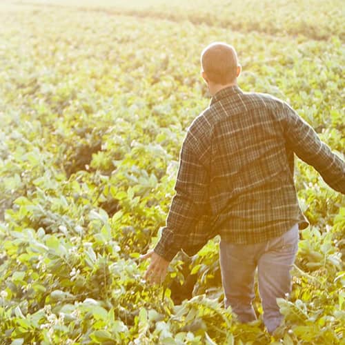 White Russet Potatoes