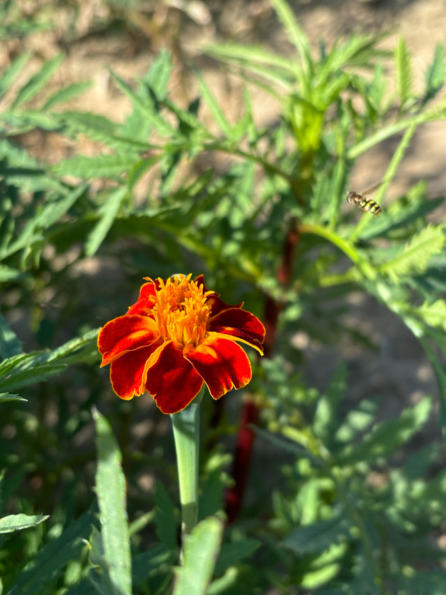 Marigold and Hoverfly