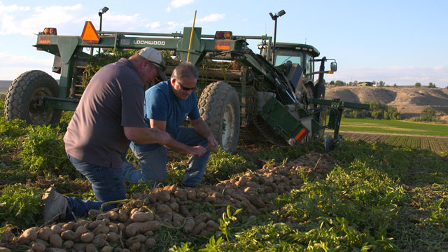 People in a potato field