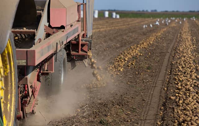 Potato harvest