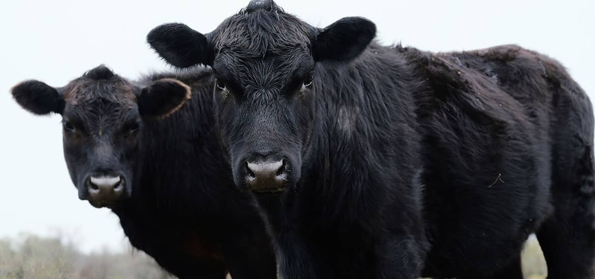 Black Angus Cattle