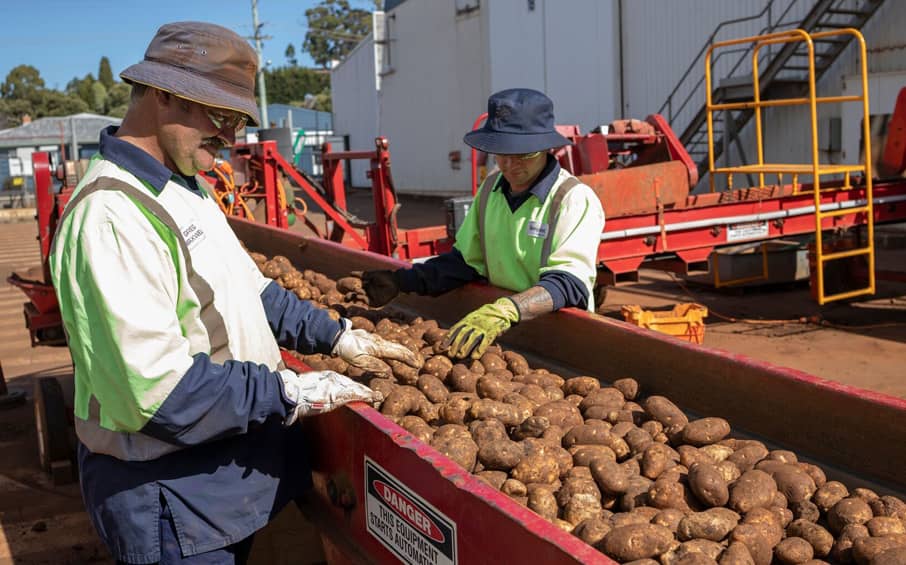 Potato Sorting Outside