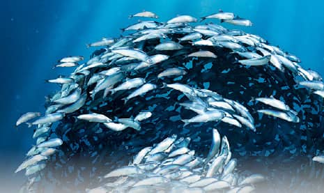 Responsible Sourcing