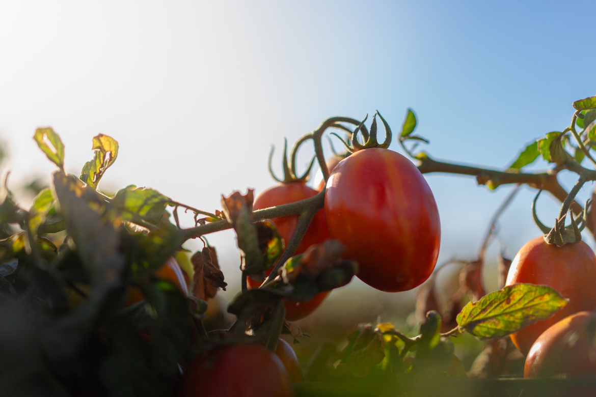 Tomato