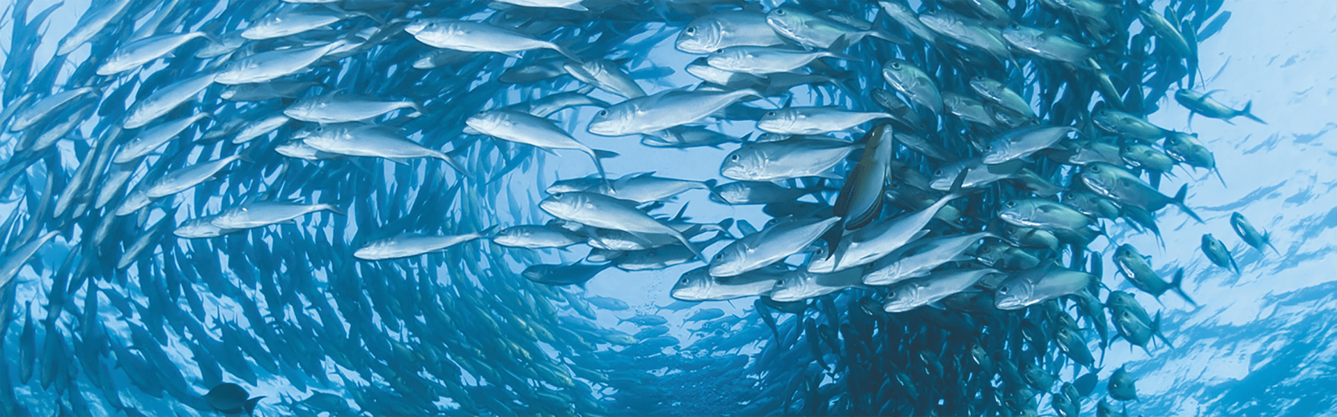 School of fish